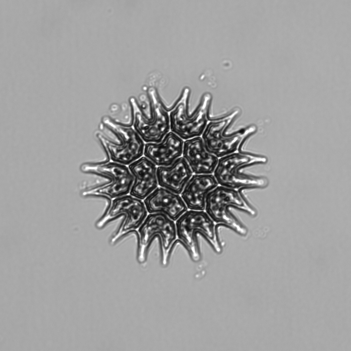 Microscopy image of plankton